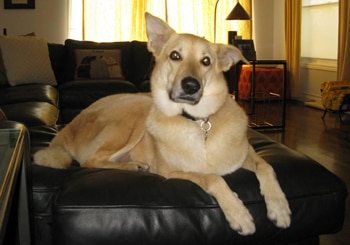 Genghis has the best pet insurance for Chinook dogs.